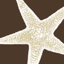 Natural Shell I