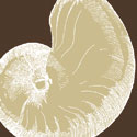 Natural Shell II