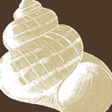 Natural Shell III