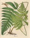Botanical Ferns I