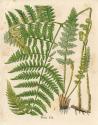 Botanical Ferns II
