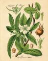 Botanical I