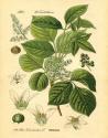 Botanical II