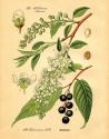 Botanical IV