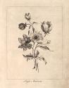 Vintage Anemones