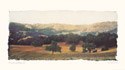 Vineyard and Oak II