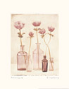Anemones II