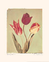 Spring Color I