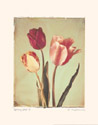 Spring Color II