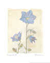 Campanula II