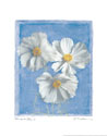 Cosmos on Blue I