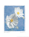 Cosmos on Blue II