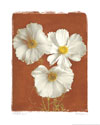 White Cosmos I