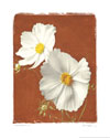 White Cosmos II