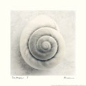 Sea Shapes I