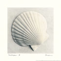 Sea Shapes II