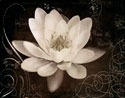 Garden Journal IV