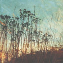 Wild Grass I