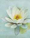Pond Lily