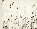 Grass Harmony