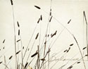 Grass Balance