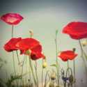 Bloom I