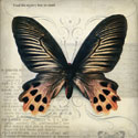 Butterflies Script IV