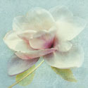 Pond Lily Sq.