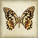 Butterfly 6