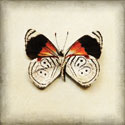 Butterfly 12