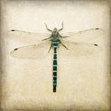 Dragonfly I