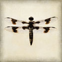 Dragonfly II