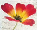 Bloom I