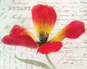 Bloom II