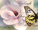 Carte Postale Magnolia II