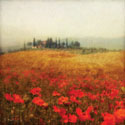 Tuscan Poppies