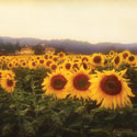 Tuscan Sunflowers