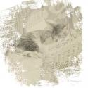 Feline Illustration I