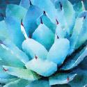 Oppulent Succulents II