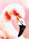 Amazing Flamingos I