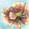 Fresh Poppies II