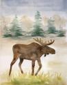 Wildlife II