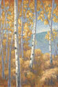 Aspen Forest I