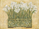 White Narcissus