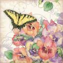 Pansies & Butterflies