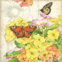 Primrose & Butterflies