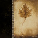 Maple Leaves 1