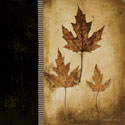 Maple Leaves 3