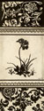 Garden Shadow I