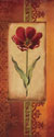 Mediterranean Tulip I